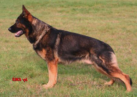 SG Franco ze Zdenkovo dvora